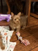 Charlie (AKC)T-cup, a male Yorkshire Terrier for sale in Sacramento, CA – 2 of 2