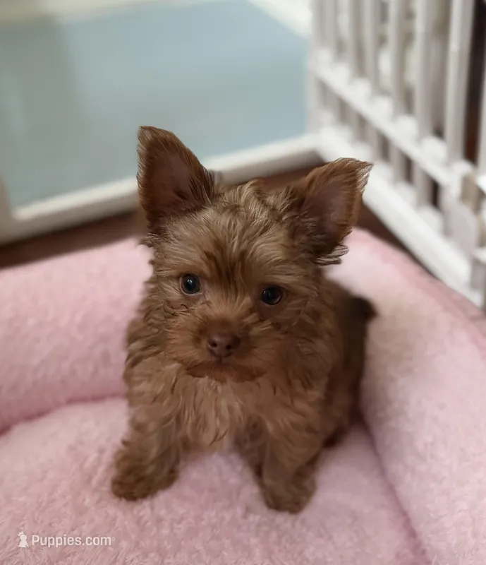 Charlie AKC – Yorkshire Terrier puppy for sale in Roseville, CA