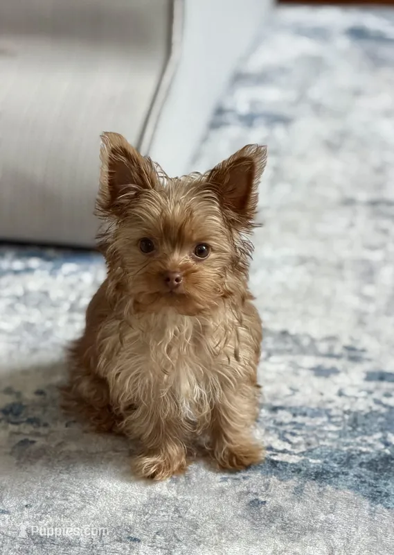 Charlie (AKC)T-cup – Yorkshire Terrier puppy for sale in Roseville, CA