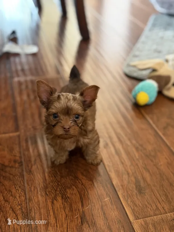 Charlie  – Yorkshire Terrier puppy for sale in Roseville, CA