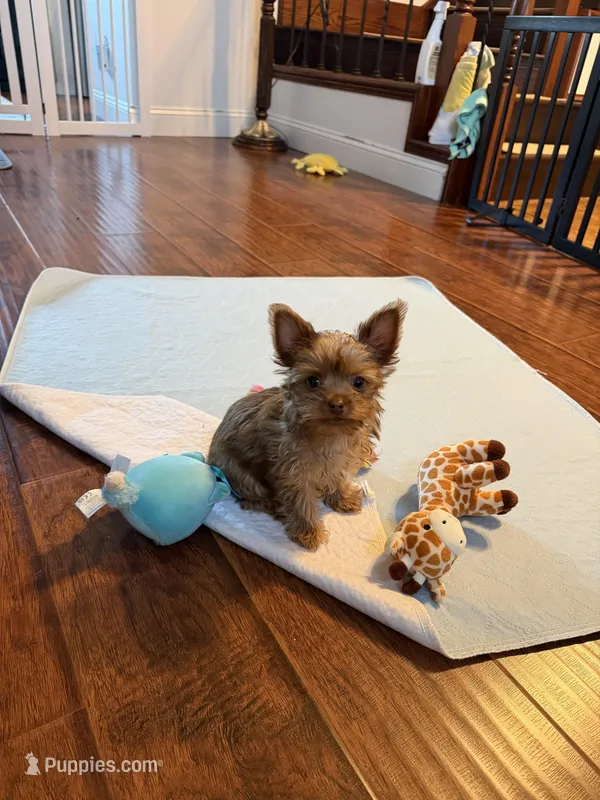 Charlie (AKC)T-cup – Yorkshire Terrier puppy for sale in Roseville, CA