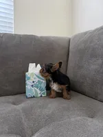 (AKC) Boss, a male Yorkshire Terrier for sale in Sacramento, CA – 2 of 3