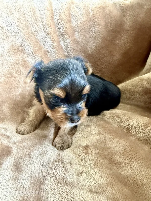Charlie  – Yorkshire Terrier puppy for sale in Sacramento, CA