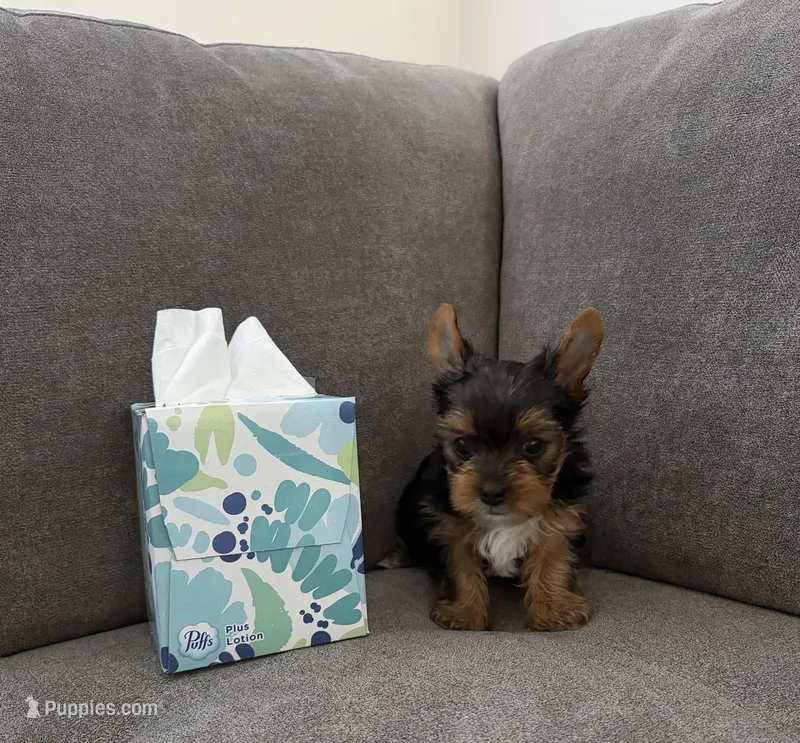 Boss – Yorkshire Terrier puppy for sale in Sacramento, CA