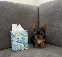 (AKC) Boss, a male Yorkshire Terrier for sale in Sacramento, CA – 1 of 3