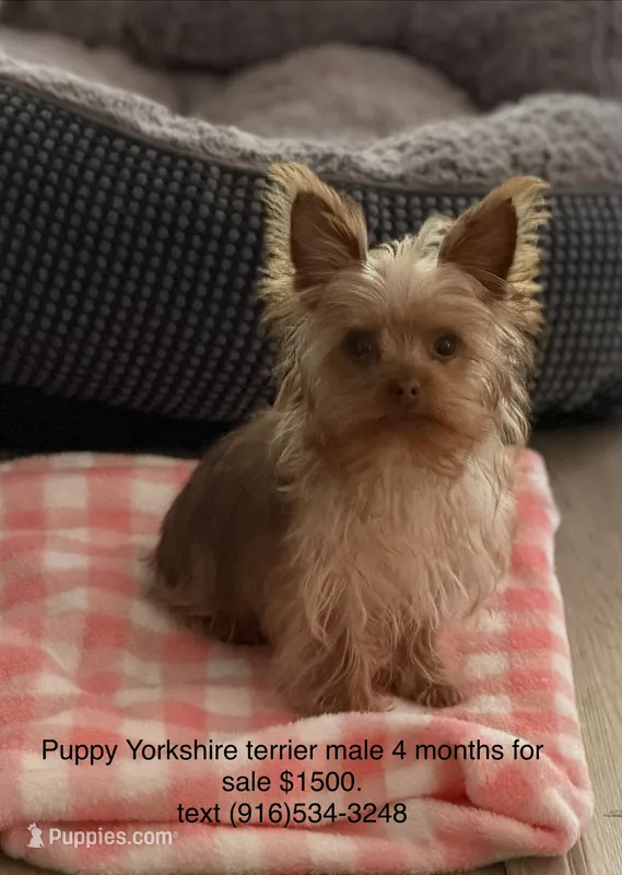 Charlie T-cup – Yorkshire Terrier puppy for sale in Sacramento, CA