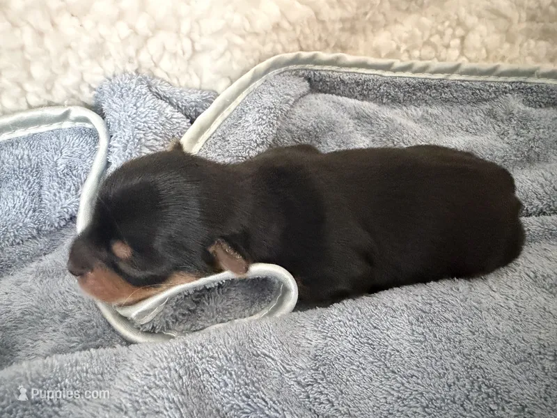 Boss – Yorkshire Terrier puppy for sale in Sacramento, CA