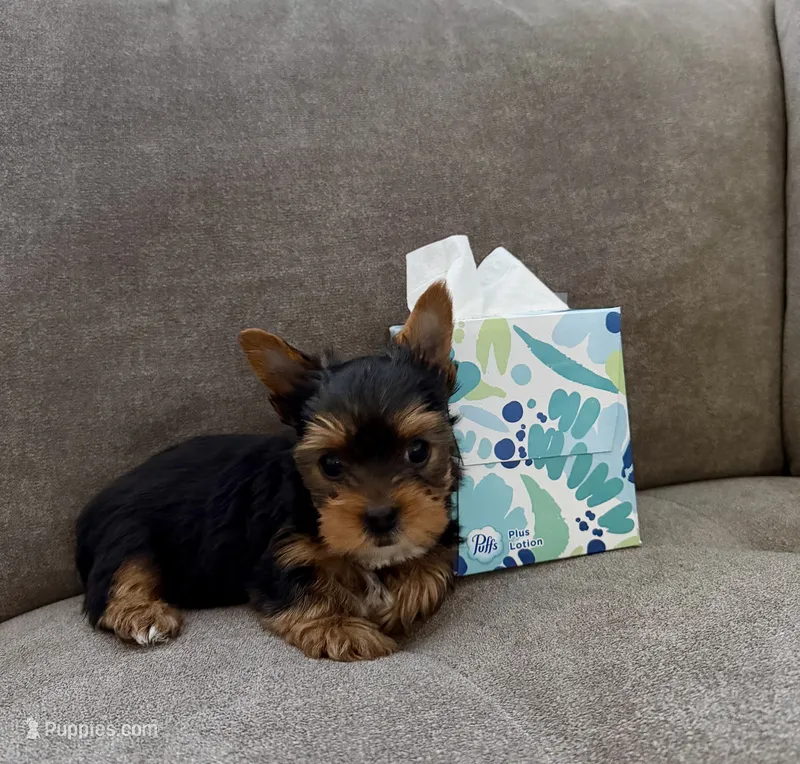 Rocky  – Yorkshire Terrier puppy for sale in Sacramento, CA