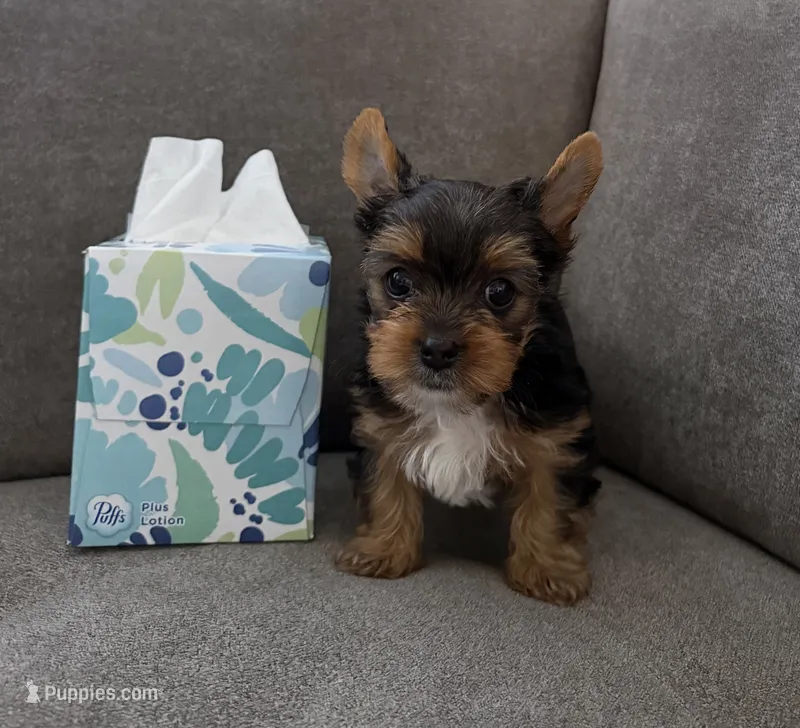 (AKC) Boss – Yorkshire Terrier puppy for sale in Sacramento, CA