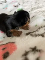 Charlie , a male Yorkshire Terrier for sale in Sacramento, CA – 3 of 4