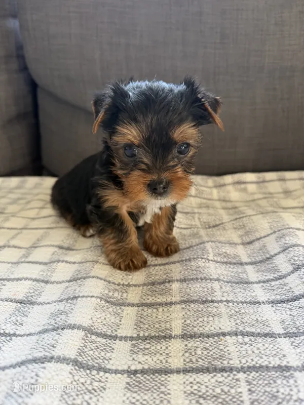 Boss – Yorkshire Terrier puppy for sale in Sacramento, CA