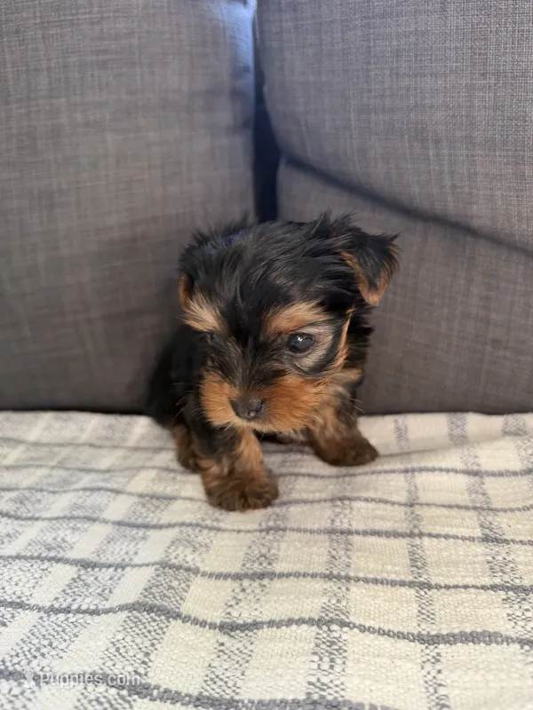 Charlie  – Yorkshire Terrier puppy for sale in Sacramento, CA