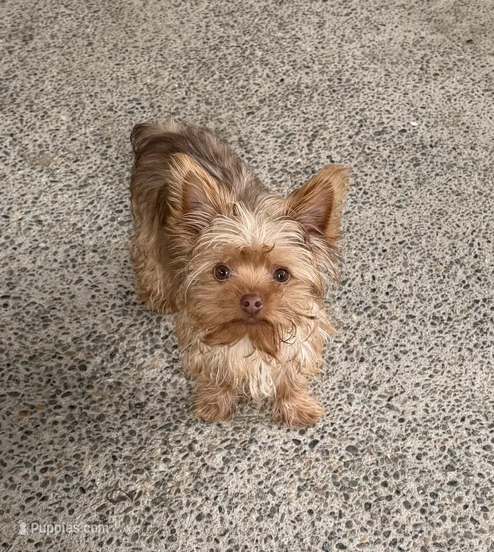 Charlie T-cup – Yorkshire Terrier puppy for sale in Sacramento, CA