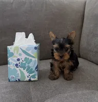 Charlie , a male Yorkshire Terrier for sale in Sacramento, CA – 1 of 1