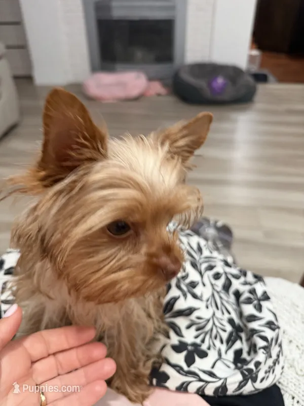 Charlie T-cup – Yorkshire Terrier puppy for sale in Sacramento, CA