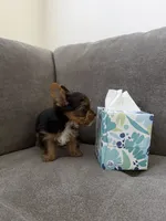 (AKC) Boss, a male Yorkshire Terrier for sale in Sacramento, CA – 3 of 3