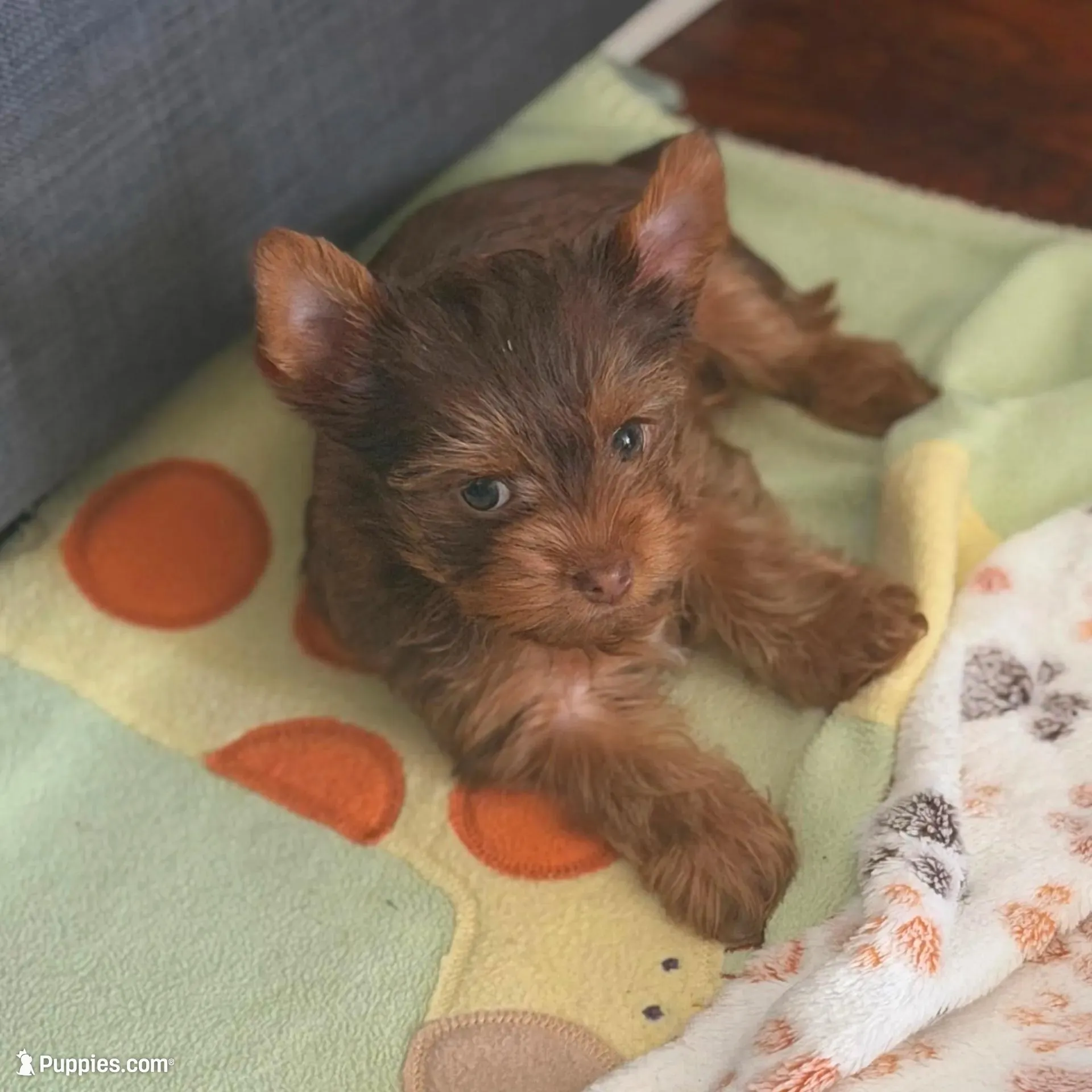 Gucci (AKC) – Yorkshire Terrier puppy for sale in Roseville, CA