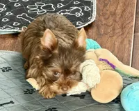 Gucci (AKC)T-cup , a male Yorkshire Terrier for sale in Roseville, CA – Photo 4 of 4