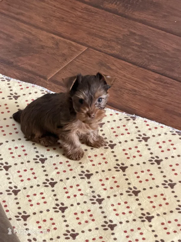 Gucci (AKC) – Yorkshire Terrier puppy for sale in Roseville, CA