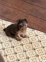 Gucci (AKC)T-cup , a male Yorkshire Terrier for sale in Roseville, CA – Photo 3 of 4