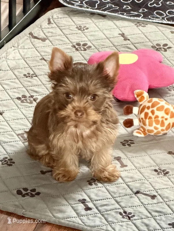 Gucci (AKC)T-cup  – Yorkshire Terrier puppy for sale in Roseville, CA