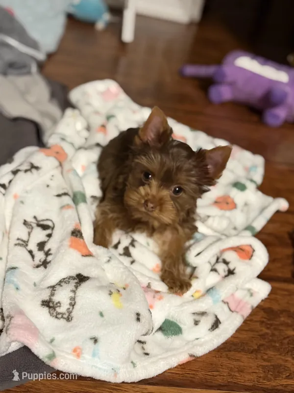 Gucci (AKC)T-cup  – Yorkshire Terrier puppy for sale in Roseville, CA