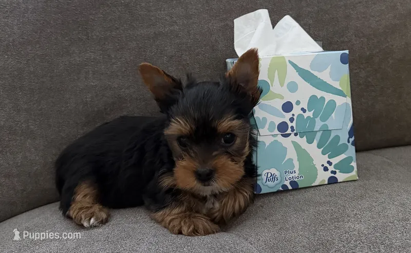 Rocky(AKC)  – Yorkshire Terrier puppy for sale in Sacramento, CA