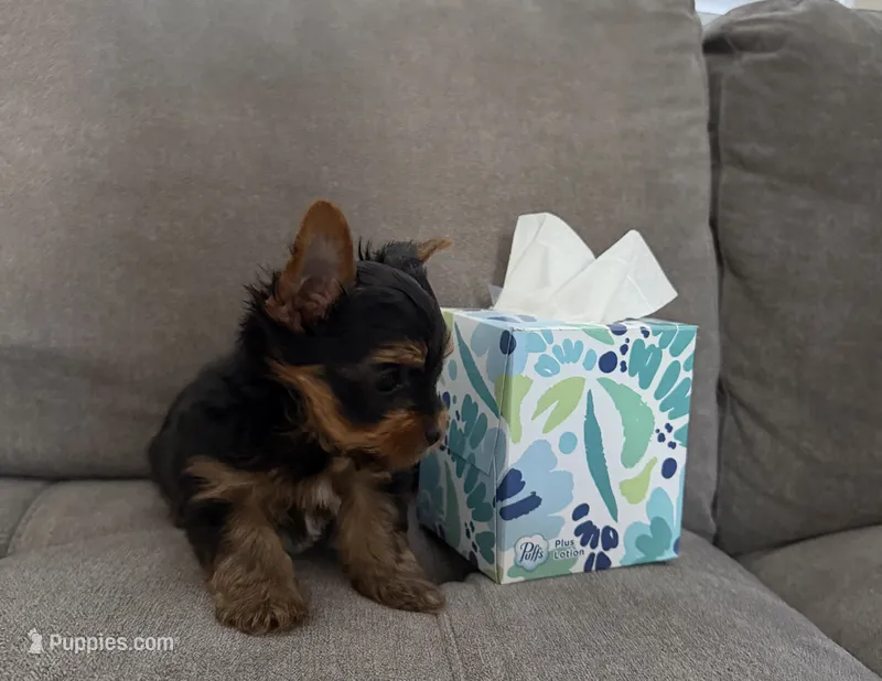 Tedd – Yorkshire Terrier puppy for sale in Sacramento, CA