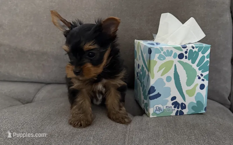 Boy  (AkC) – Yorkshire Terrier puppy for sale in Sacramento, CA
