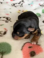 Charlie , a male Yorkshire Terrier for sale in Sacramento, CA – 4 of 4