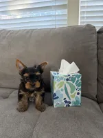 (AKC)Tedd, a male Yorkshire Terrier for sale in Sacramento, CA – 2 of 2