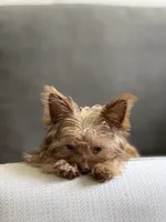 Charlie T-cup, a male Yorkshire Terrier for sale in Sacramento, CA – 2 of 2
