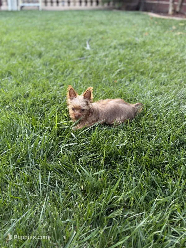 Charlie T-cup – Yorkshire Terrier puppy for sale in Sacramento, CA