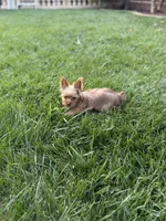 Charlie T-cup, a male Yorkshire Terrier for sale in Sacramento, CA – 1 of 2