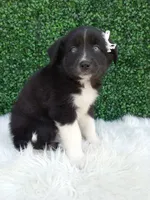 Kianna, a female Australian Shepherd for sale in Sugarcreek, OH – 3 of 4