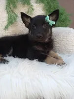 Bandit , a male German Shepherd Dog for sale in Sugarcreek, OH – 3 of 4