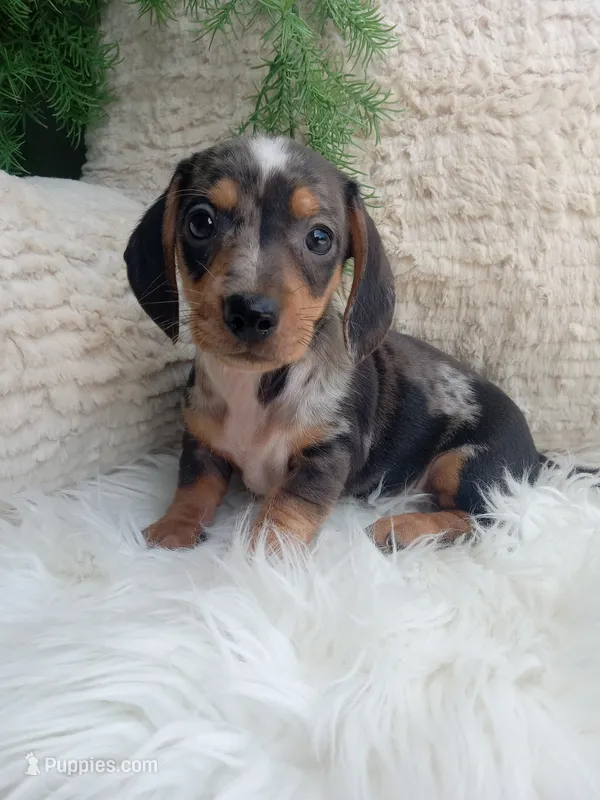 Mia – Dachshund puppy for sale in Sugarcreek, OH