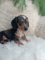 Mia, a male Dachshund for sale in Sugarcreek, OH – 3 of 4