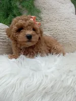 Willow , a female Bichpoo for sale in Sugarcreek, OH – 3 of 4