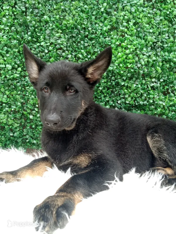 Zoey  – German Shepherd Dog puppy for sale in Sugarcreek, OH