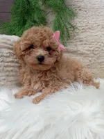 Izzy, a female Bichpoo for sale in Sugarcreek, OH – 3 of 4