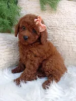 Lilly, a female Poodle - Miniature  for sale in Sugarcreek, OH – 2 of 4