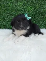 Teddy, a male Australian Shepherd for sale in Sugarcreek, OH – 2 of 4