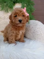 Willow , a female Bichpoo for sale in Sugarcreek, OH – 4 of 4