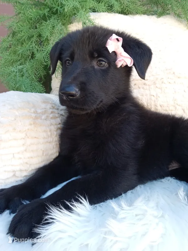 Raven  – German Shepherd Dog puppy for sale in Sugarcreek, OH