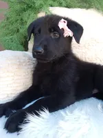 Raven , a female German Shepherd Dog for sale in Sugarcreek, OH – 1 of 4