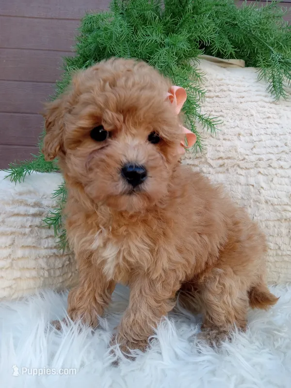 Ivy – Bichpoo puppy for sale in Sugarcreek, OH