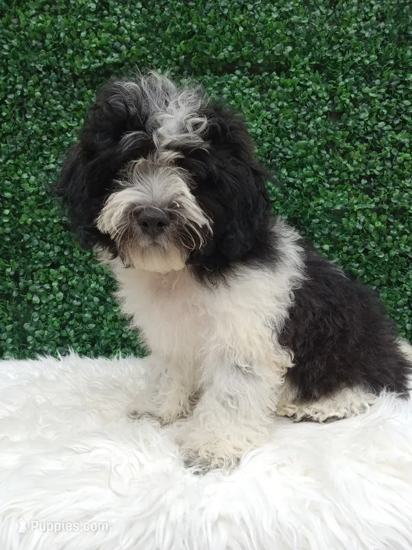 Jax – Shichon puppy for sale in Sugarcreek, OH