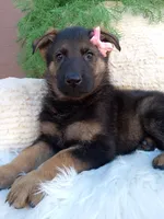 Chloe, a female German Shepherd Dog for sale in Sugarcreek, OH – 1 of 4