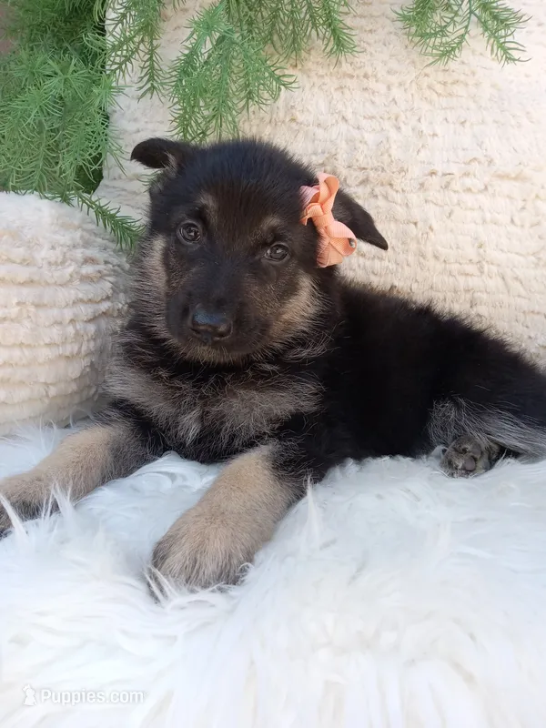 Roxy  – German Shepherd Dog puppy for sale in Sugarcreek, OH
